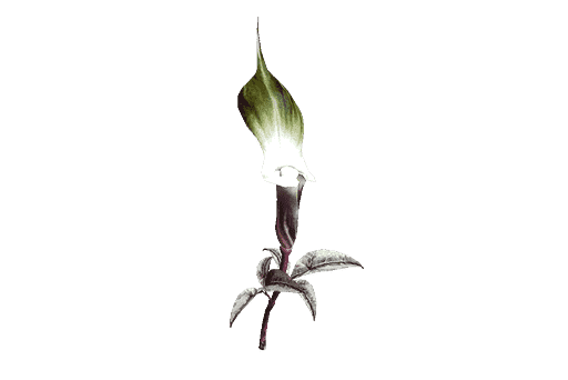 Dusklight Sarracenia